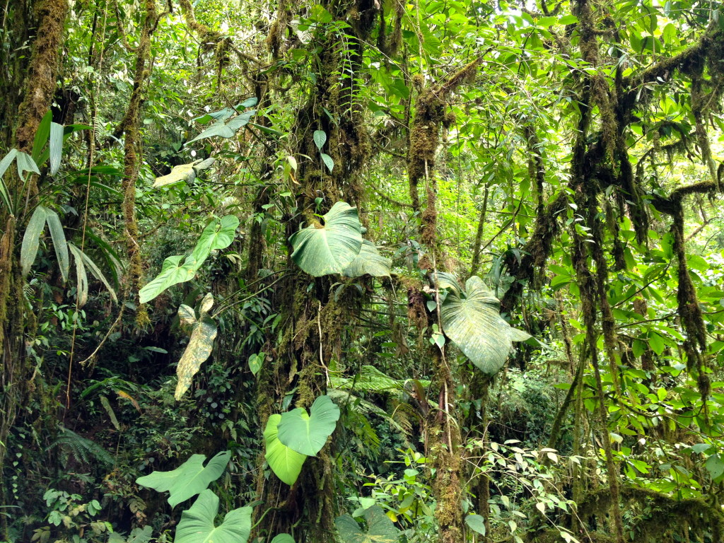 Costa Rica Jungle