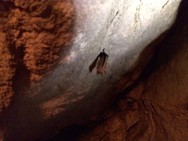 Florida Caverns Bat