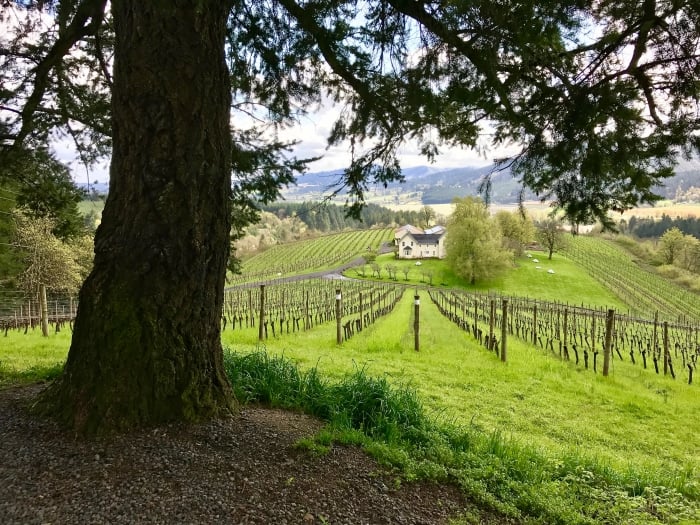 Vineyards & Valleys: A Tualatin Oregon Scenic Drive 58