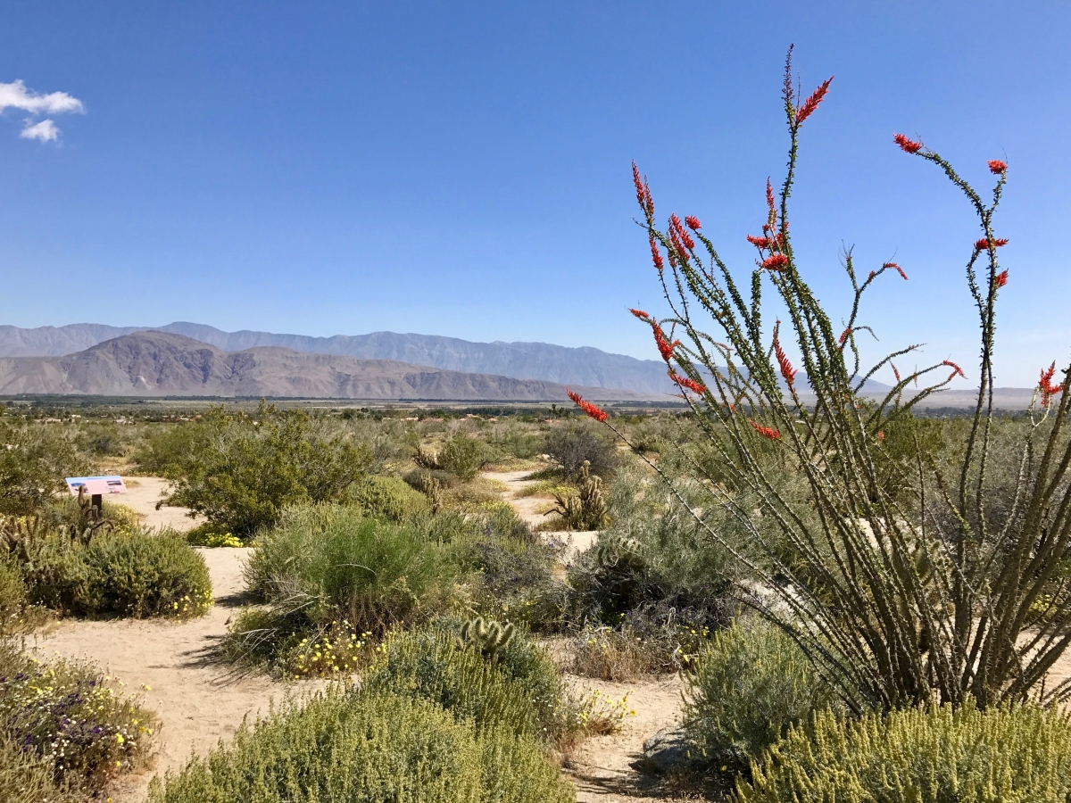 Wildflower Chasing at Anza-Borrego Desert State Park California 5
