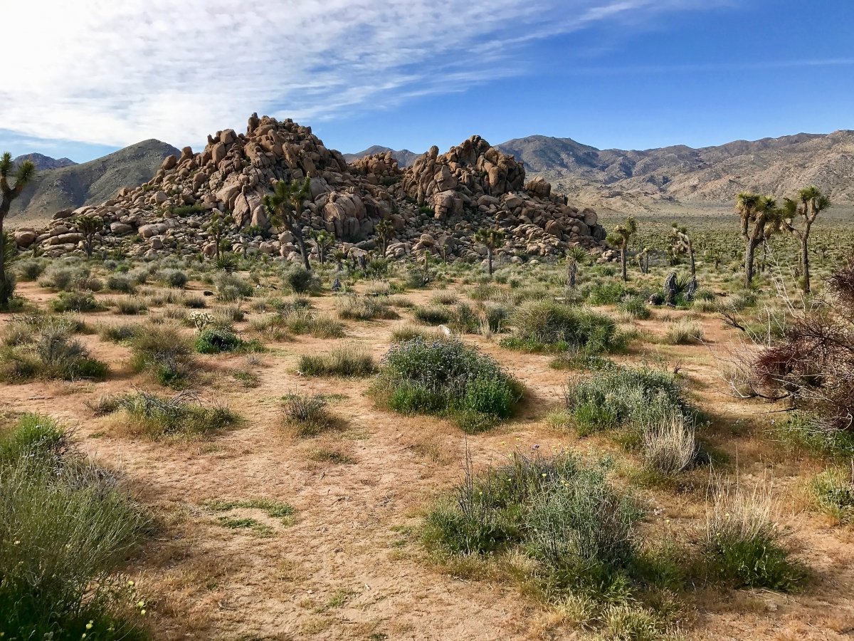 Best Hikes in Joshua Tree National Park on a One-Day Trip 5