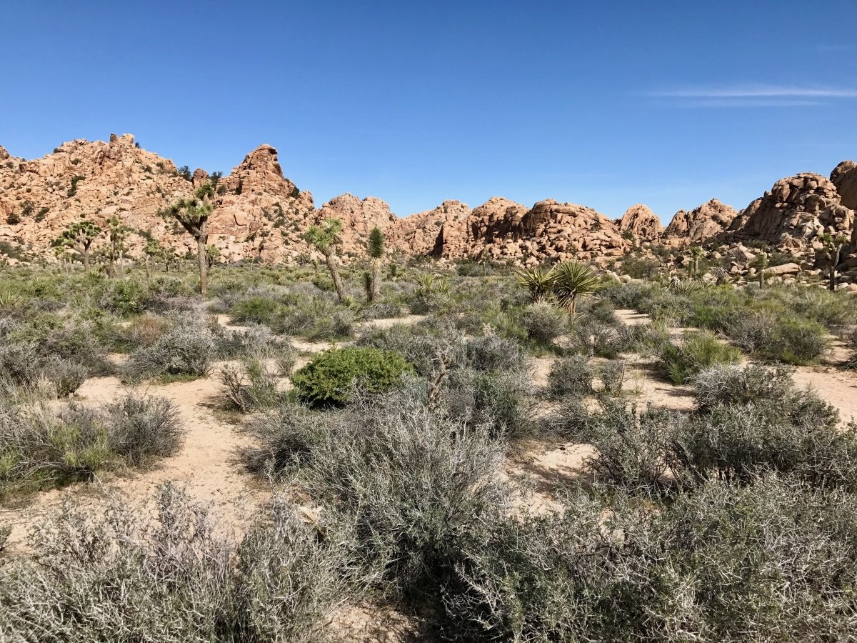 Best Hikes in Joshua Tree National Park on a One-Day Trip 8