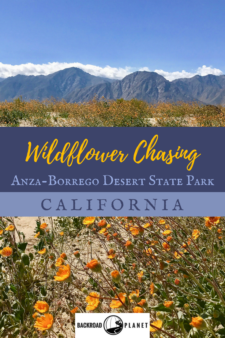 Wildflower Chasing at Anza-Borrego Desert State Park California 52